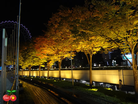 ライトアップされた紅葉と東京ドーム